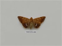 藏品(夜蛾320)的圖片